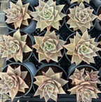 Mini succulent rosettes in small pots, pale leaves with pink edges