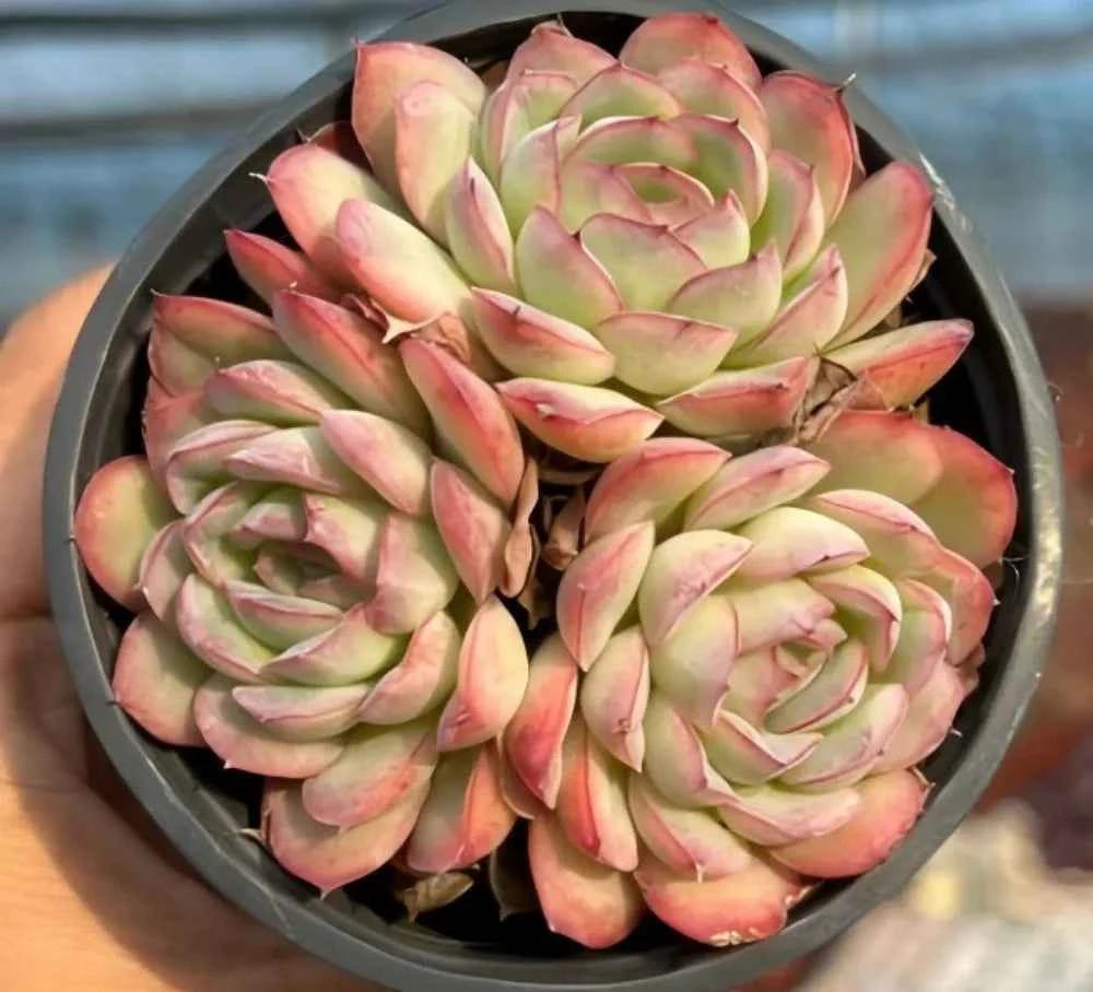 Echeveria succulent rosettes cluster, pale green with pink tips, in round tray