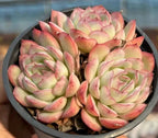 Echeveria succulent rosette cluster with pink tips and cream-green centers in round tray