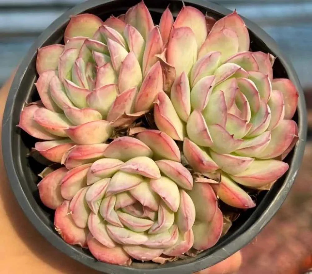 Echeveria succulent rosette cluster, pale green leaves with pink edges, in round tray
