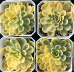 Variegated echeveria succulent rosettes in hexagon pots, pale green and yellow.