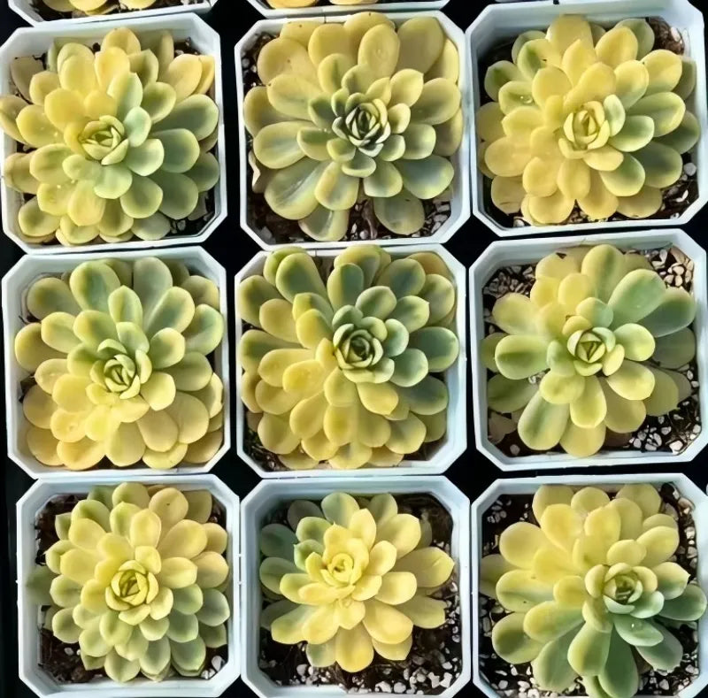 Variegated echeveria succulent rosettes in multiple hexagon pots, pale green and yellow.