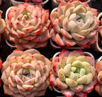 Assorted pastel echeveria rosette succulents in small pots, red-speckled leaves