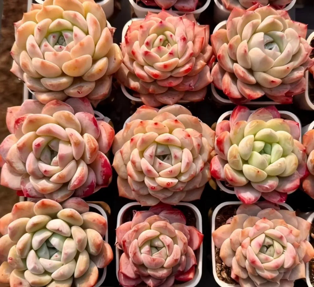 Multiple pastel echeveria rosette succulents in black nursery pots, peach and cream
