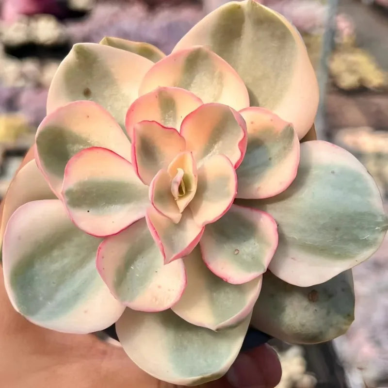 Variegated echeveria succulent rosette, pale green leaves with pink edges