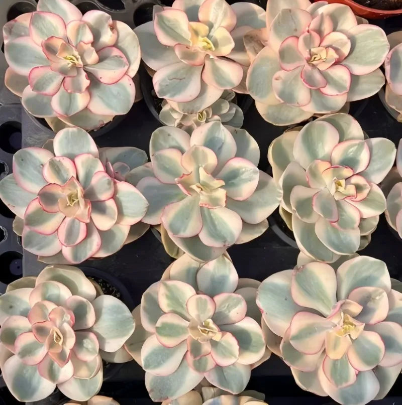 Echeveria Suyon Variegata Soil Song