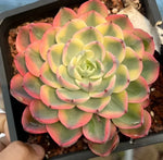 Echeveria Tearless Soil Song