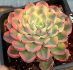 Echeveria Tearless succulent rosette, layered leaves in coral, yellow, and green