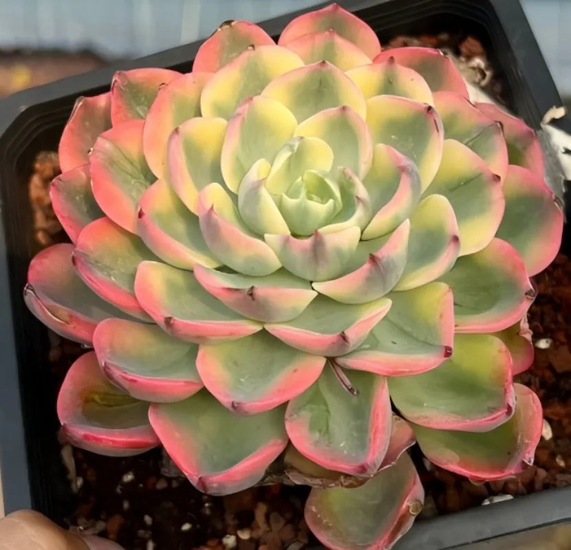 Echeveria Tearless succulent rosette, layered leaves in coral, yellow, and green