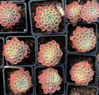 Echeveria Tearless succulent tray with multiple pink and green rosette plants