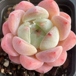 Echeveria Thick Dream - Premium Selection Soil Song