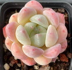 Succulent rosette plant with pale green center leaves and pink-edged thick outer leaves