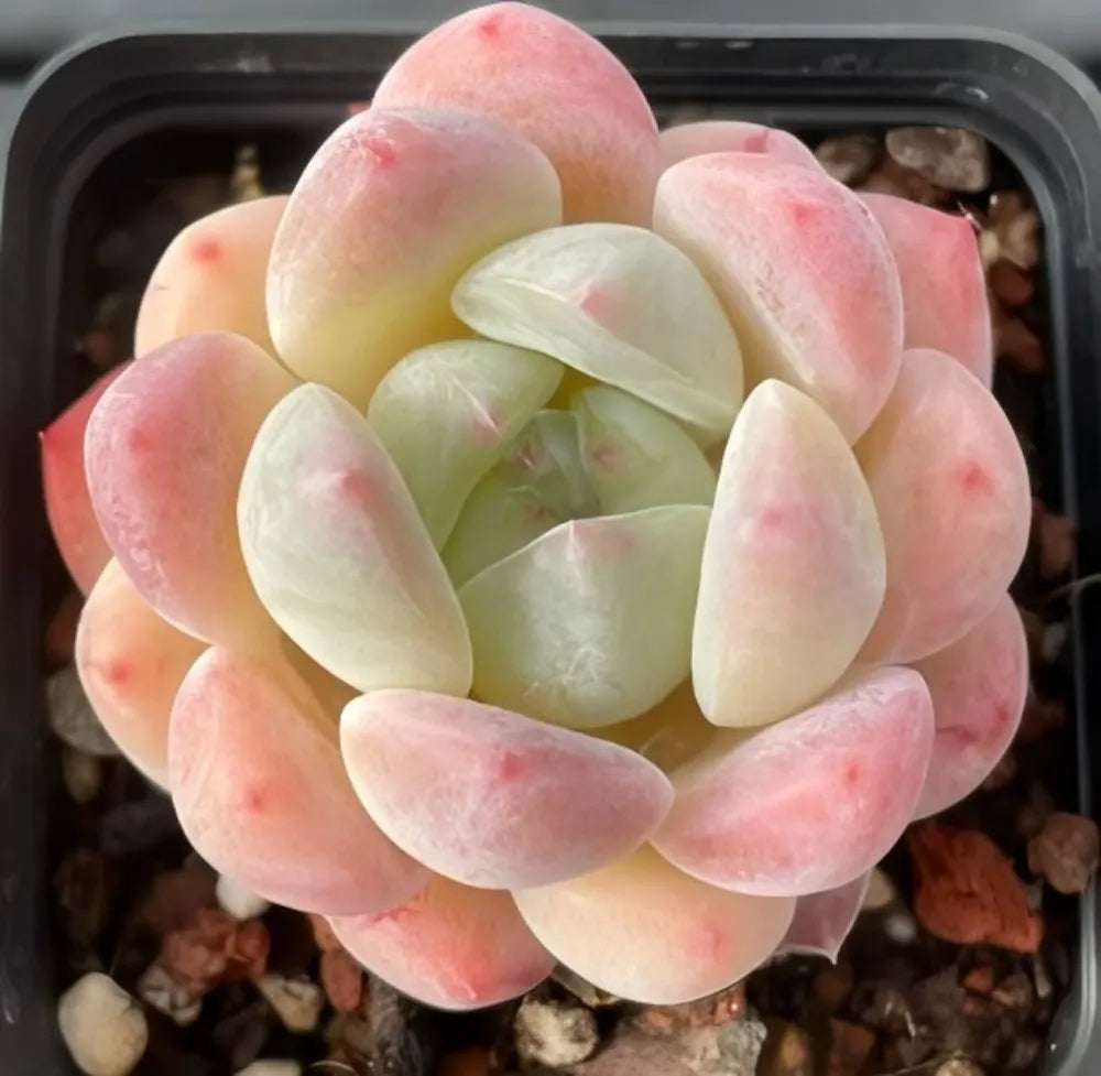 Succulent rosette plant with pale green center leaves and pink-edged thick outer leaves