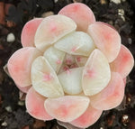 Echeveria Thick Dream - Premium Selection Soil Song