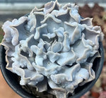 Echeveria Thrilling Pearl Soil Song