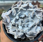 Blue-gray Echeveria rosette with thick ruffled leaves in a tight cluster