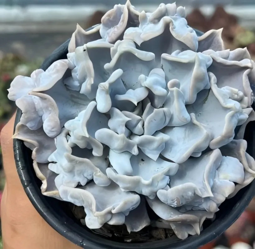 Echeveria Thrilling Pearl Soil Song