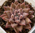 Pink echeveria rosette succulent in a pot, close-up of layered pointed leaves