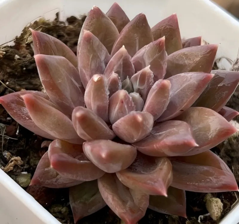 Pink echeveria rosette succulent, side view with layered pointed leaves