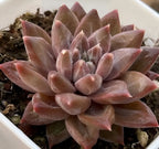 Pink echeveria rosette succulent, side view with layered pointed leaves