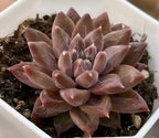 Pink echeveria rosette succulent with thick pointed leaves in a white pot
