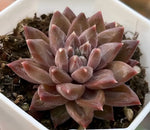 Echeveria Tremolo Soil Song