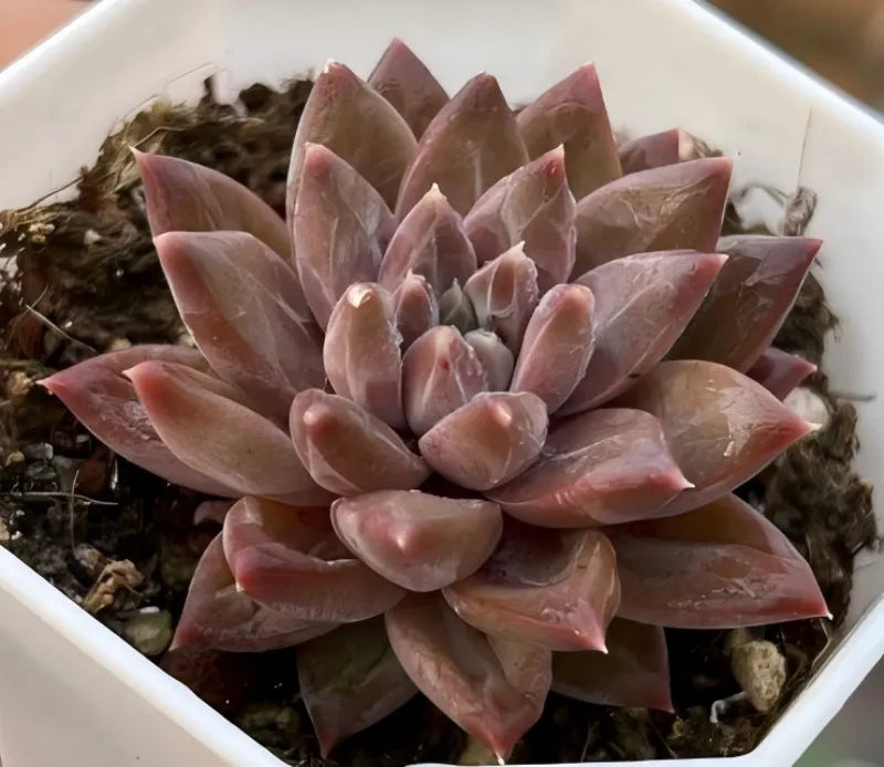 Pink echeveria rosette succulent with thick pointed leaves in a white pot