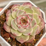Echeveria Velvet Touch Soil Song