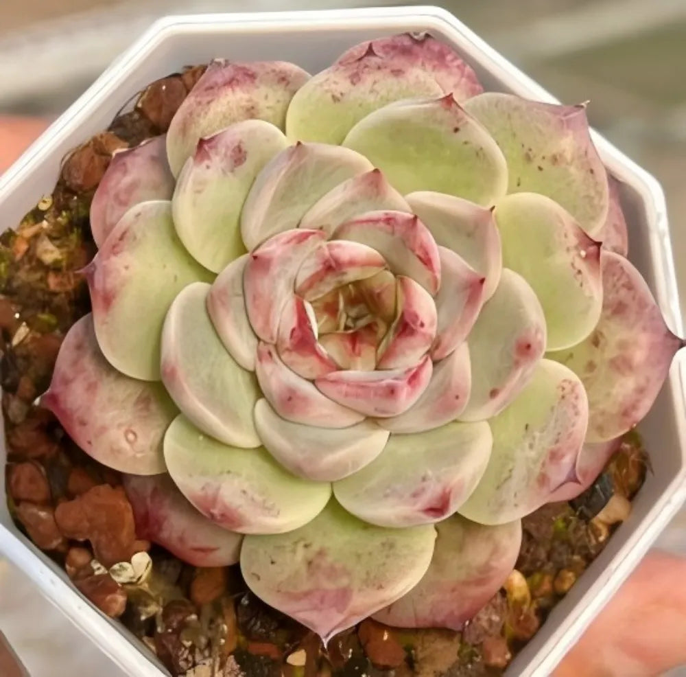 Echeveria Velvet Touch Soil Song