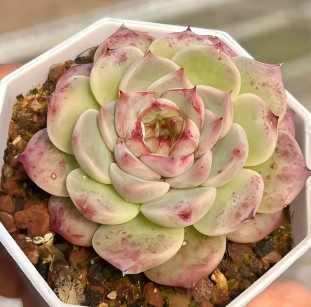 Echeveria succulent rosette, pale green leaves with pink edges, in a tray