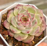 Echeveria Velvet Touch Soil Song
