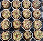 Echeveria Velvet Touch Soil Song