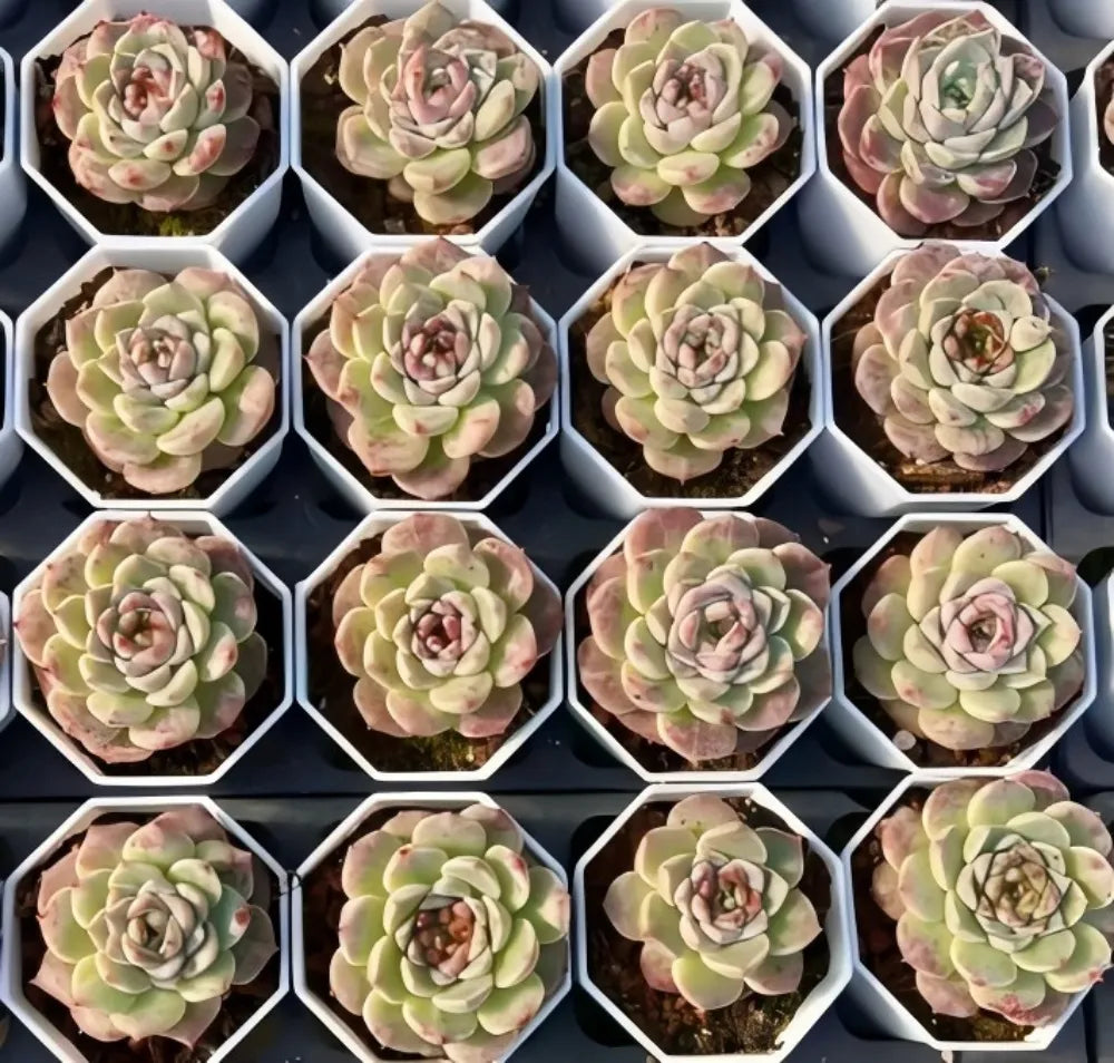 Echeveria Velvet Touch Soil Song