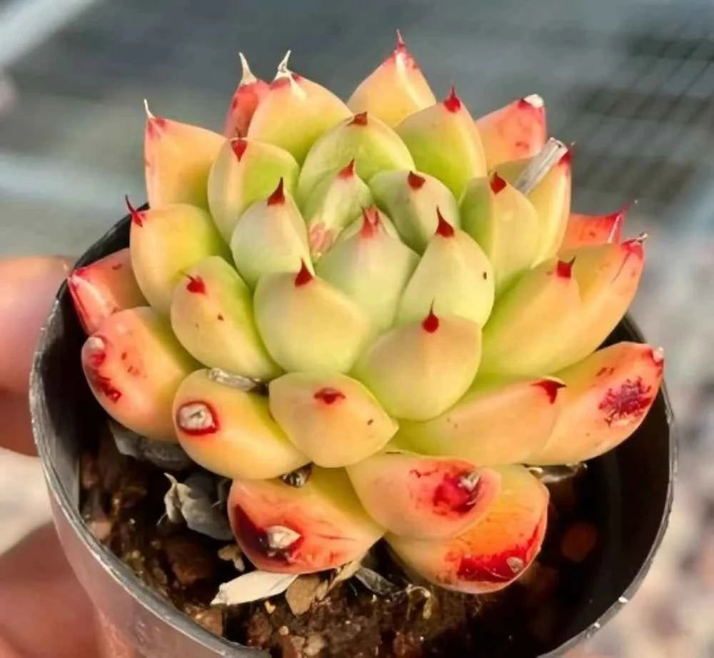Echeveria wheat straw succulent in black pot, pale green leaves with red flecks