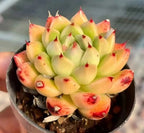 Echeveria wheat straw succulent in black pot, pale green leaves with red flecks