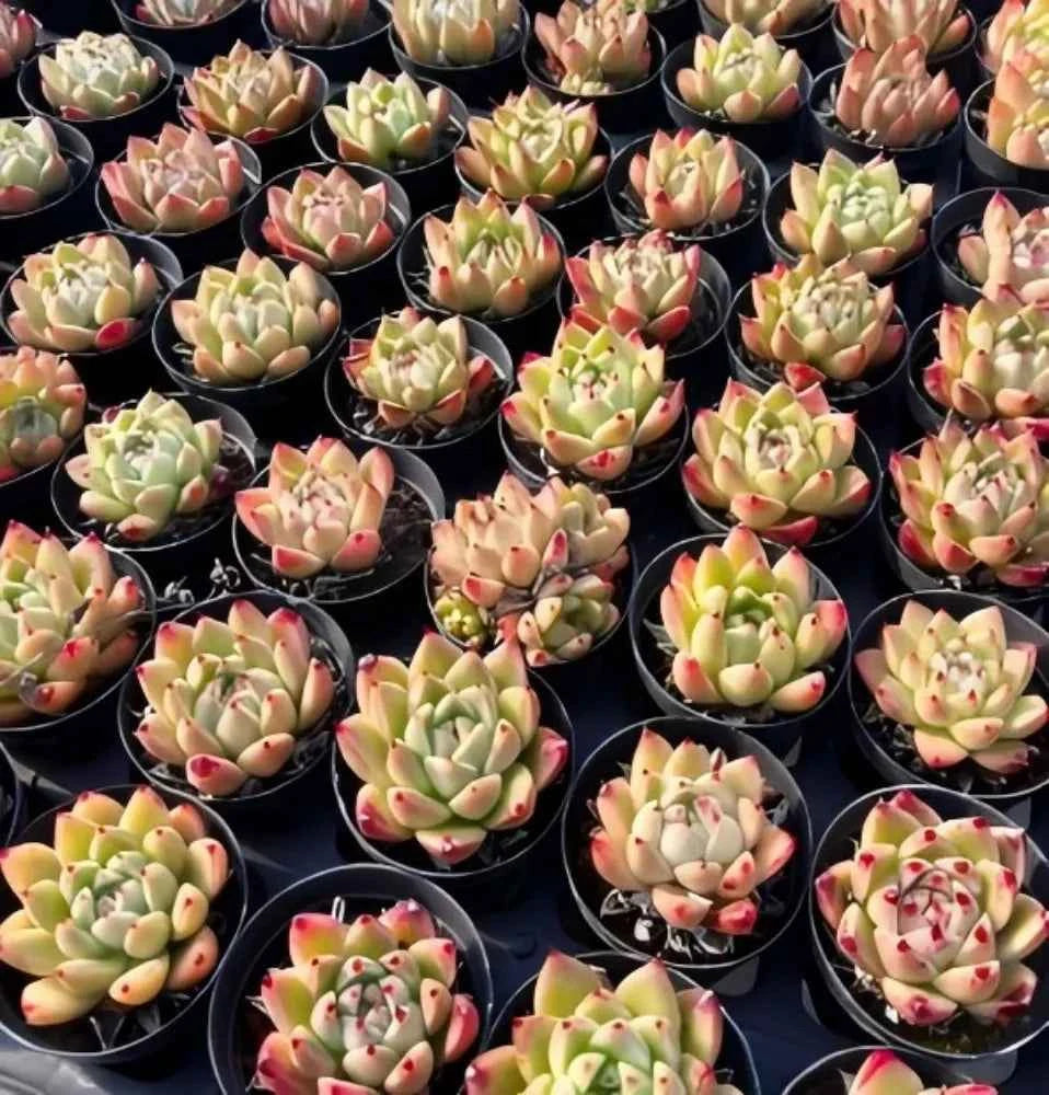 Group of Echeveria wheat straw succulents in small black pots, green rosettes