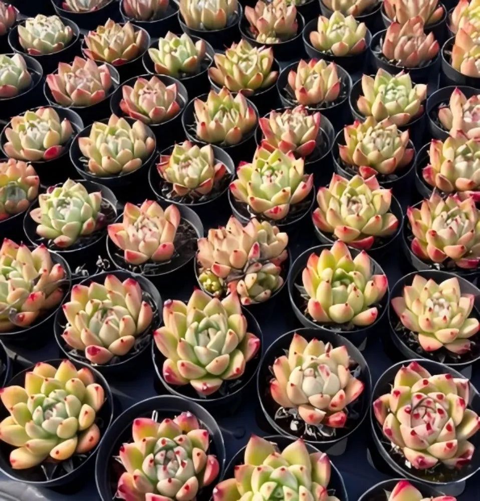 Echeveria Wheat Straw Soil Song