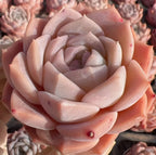 Echeveria Whisper rosette with pale pink outer leaves and lighter inner spiral