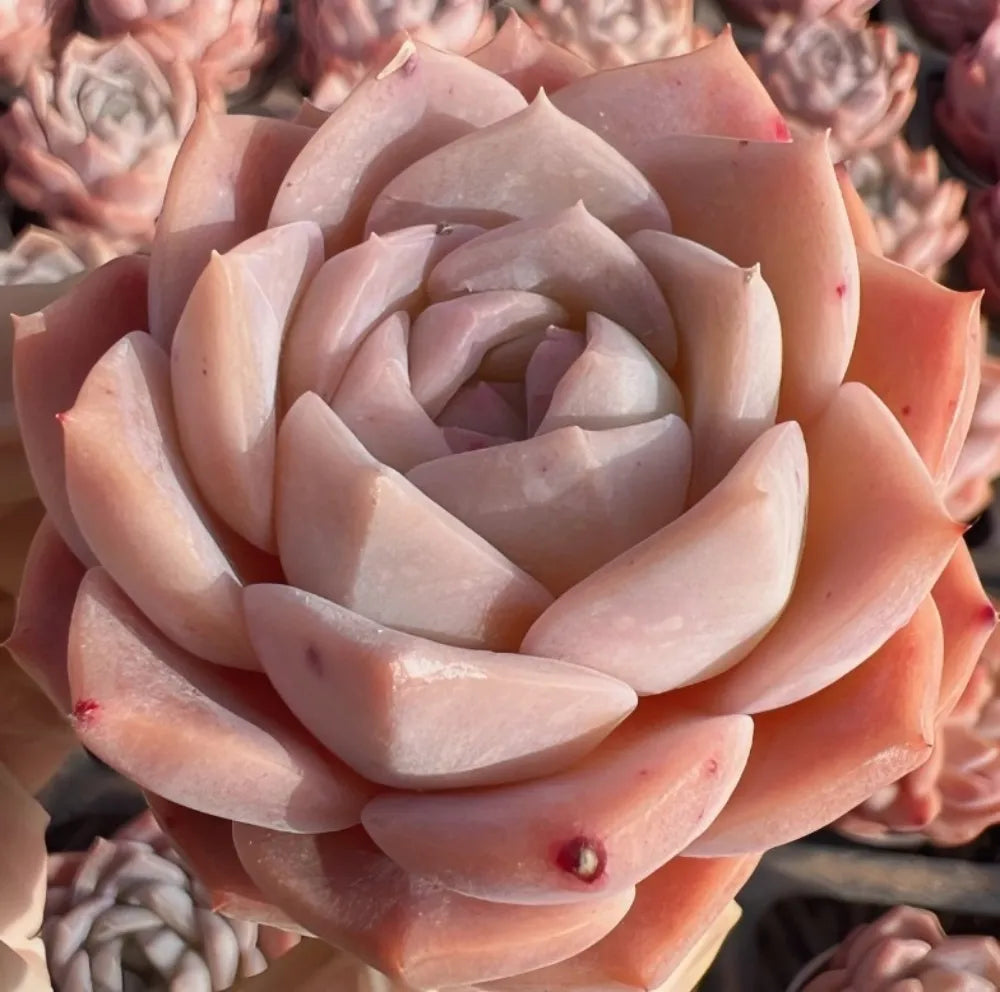 Echeveria Whisper rosette with pale pink outer leaves and lighter inner spiral
