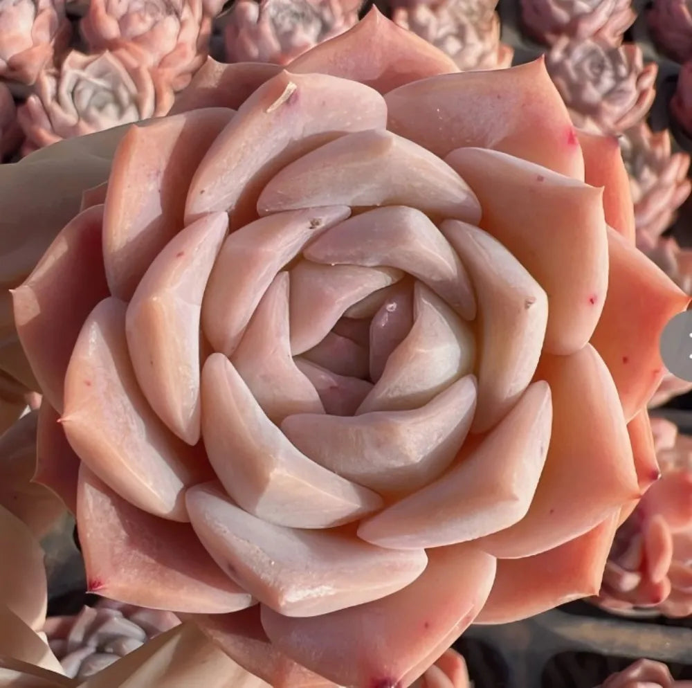 Echeveria Whisper succulent rosette with pale peach and cream layered leaves