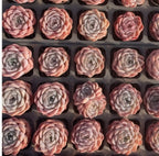 Echeveria Whisper tray of compact rosette succulents in pale pink and cream