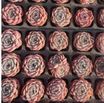 Echeveria Whisper Soil Song