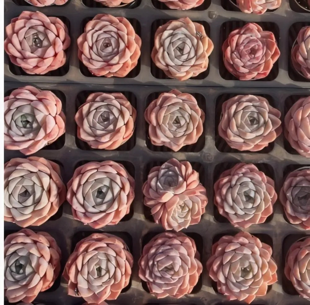 Echeveria Whisper tray of compact rosette succulents in pale pink and cream