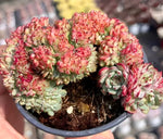 Echeveria White Fatty Cristata Soil Song