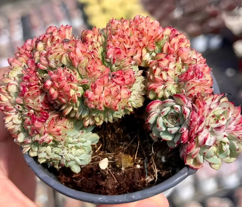 Echeveria White Fatty Cristata Soil Song