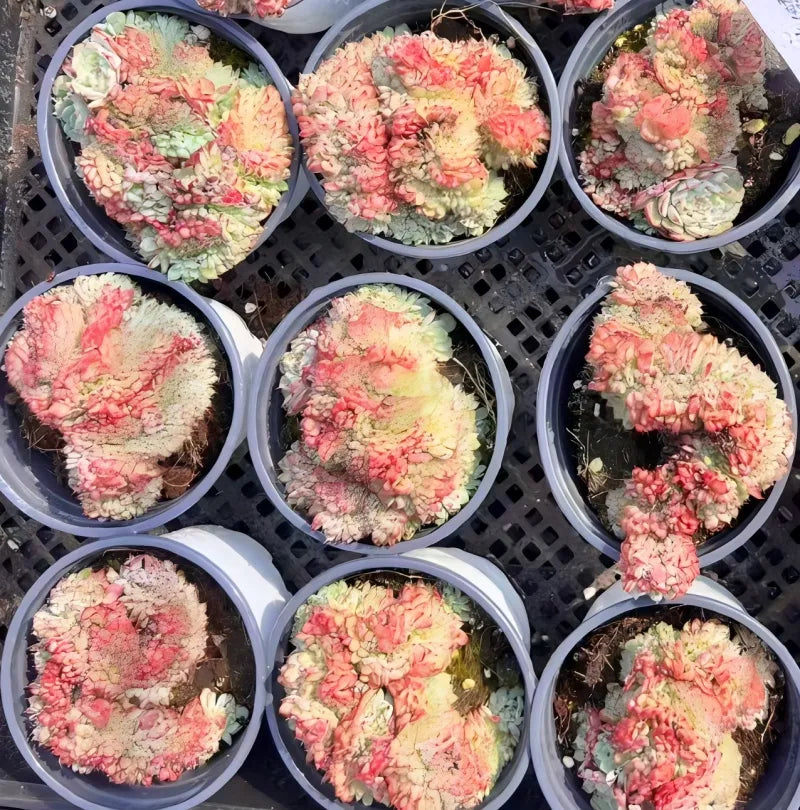 Tray of potted cristata succulents with pink and cream rosette leaves