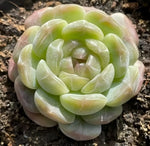 Echeveria White Lover Soil Song