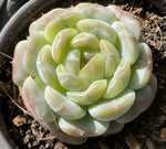 Echeveria White Lover Soil Song