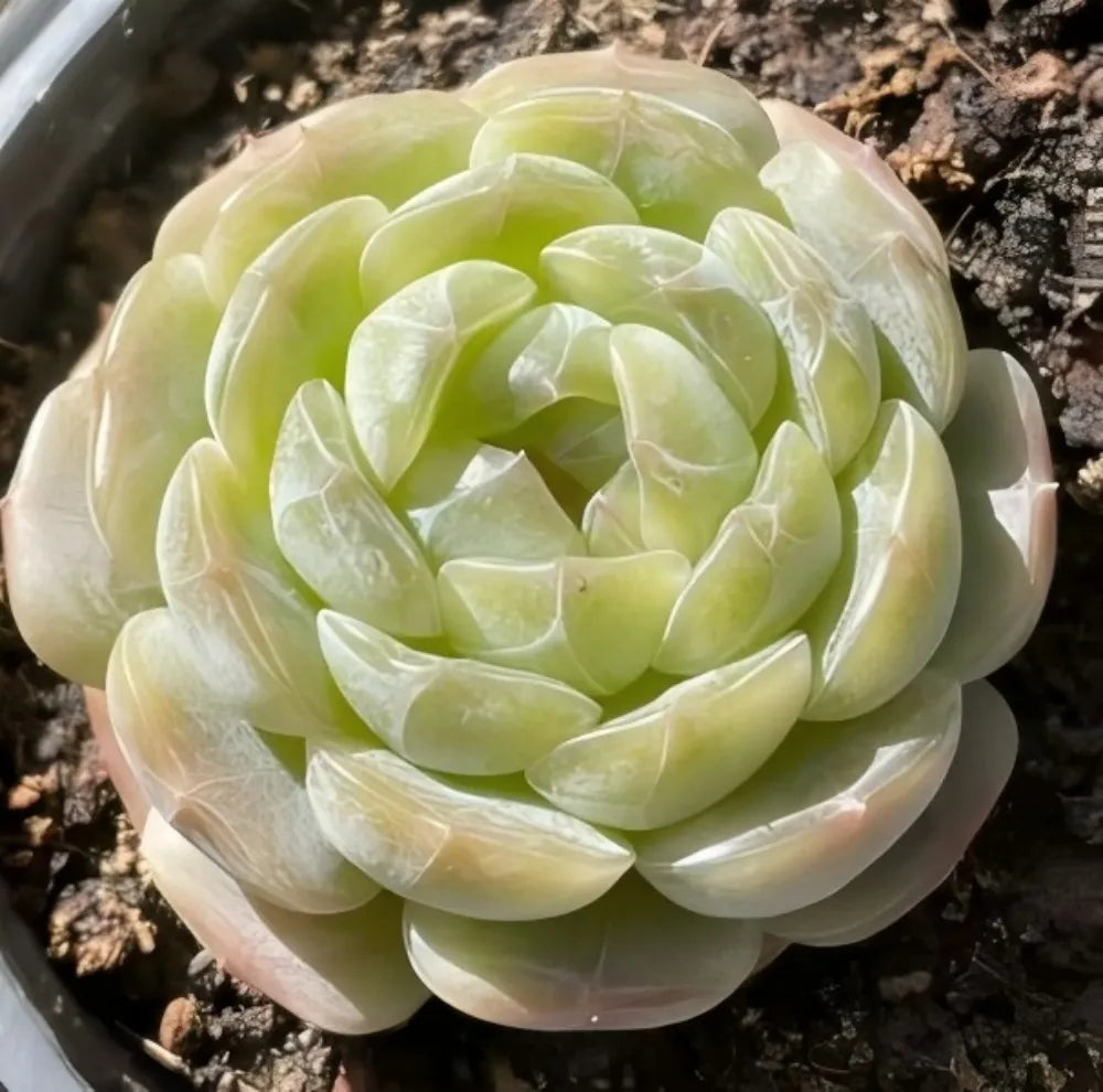 Echeveria succulent tight spiral rosette of pale green spoon-shaped leaves