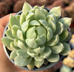 Echeveria White Maria Soil Song